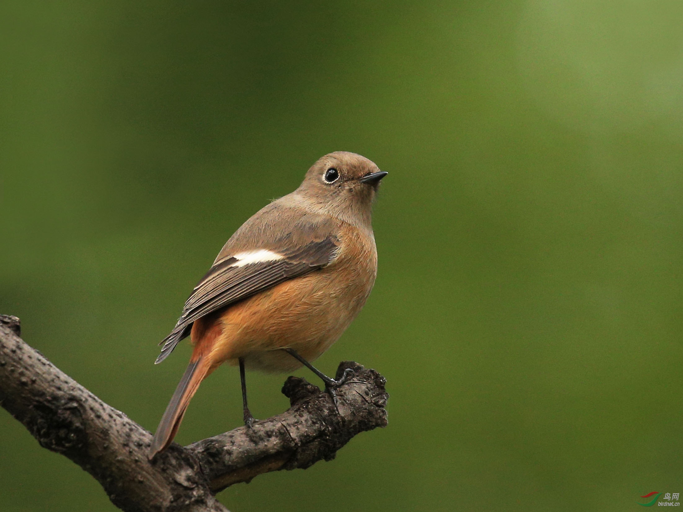 [林鸟] 北红尾鸲(雌)----北京动物园