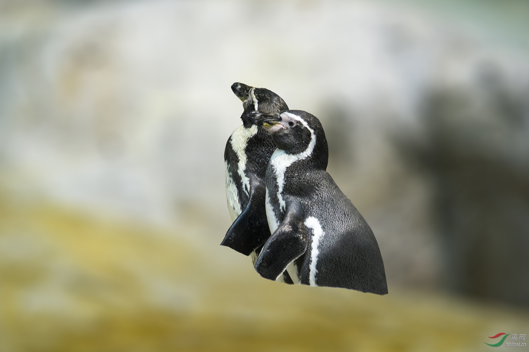 斑嘴环企鹅jackass penguin 161014