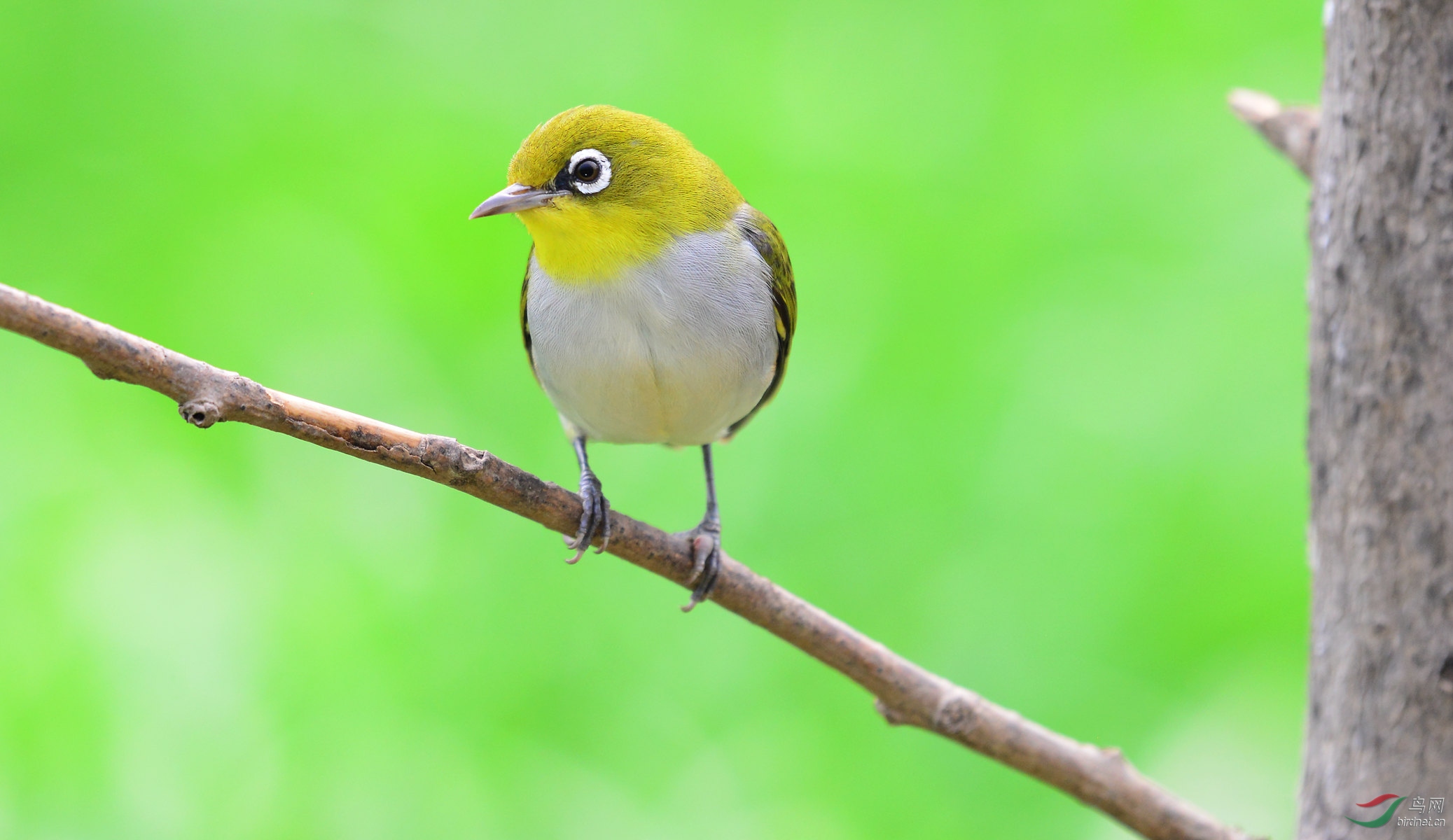 可爱的小鸟绣眼