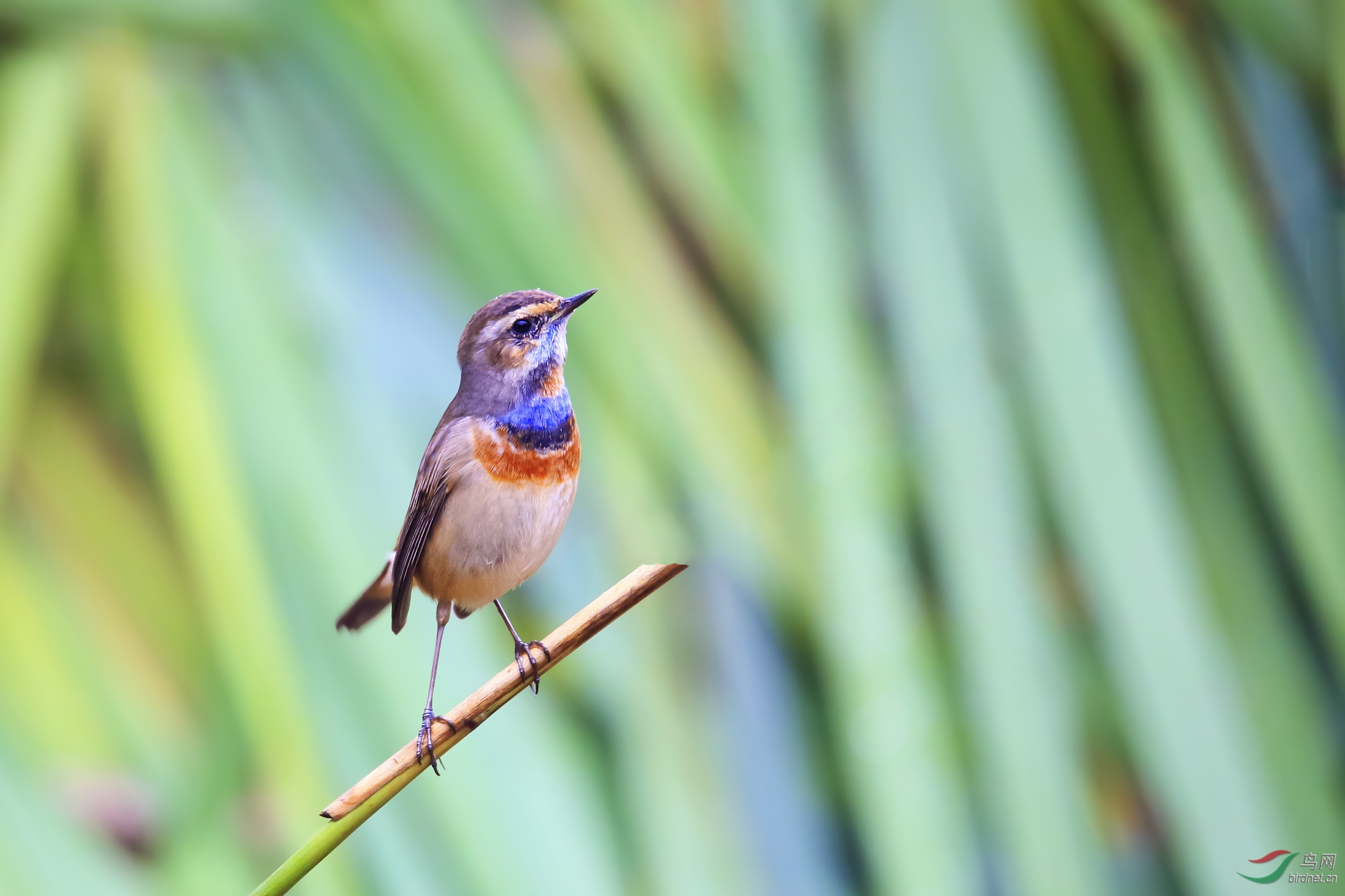 蓝靛颏问好周末