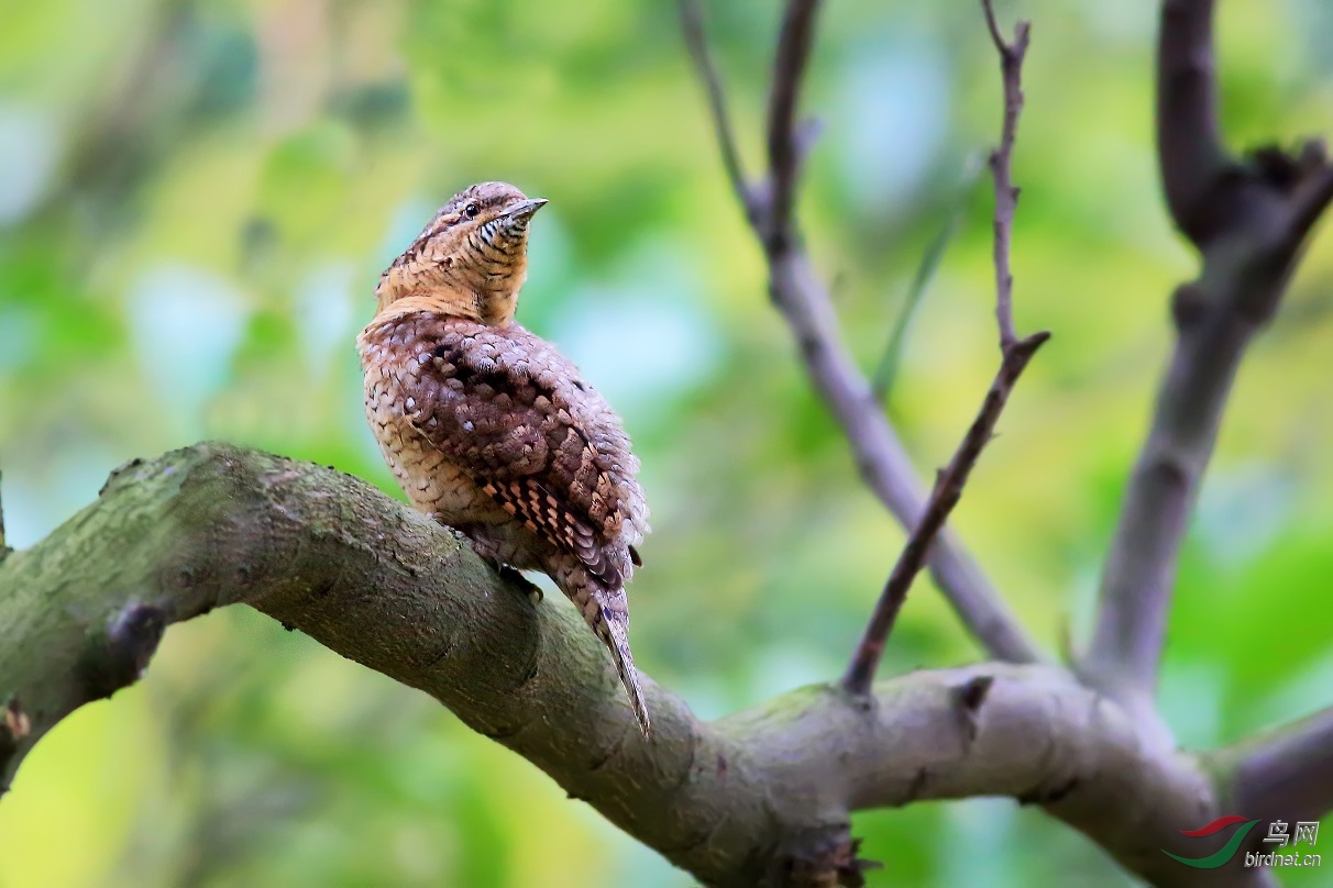 神奇的食蚁鸟------蚁䴕 - 云南版 yunnan 鸟网