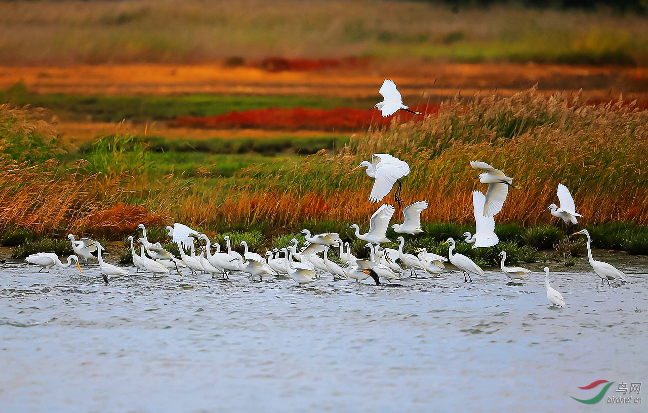 水鸟迁徙季的戴河湿地