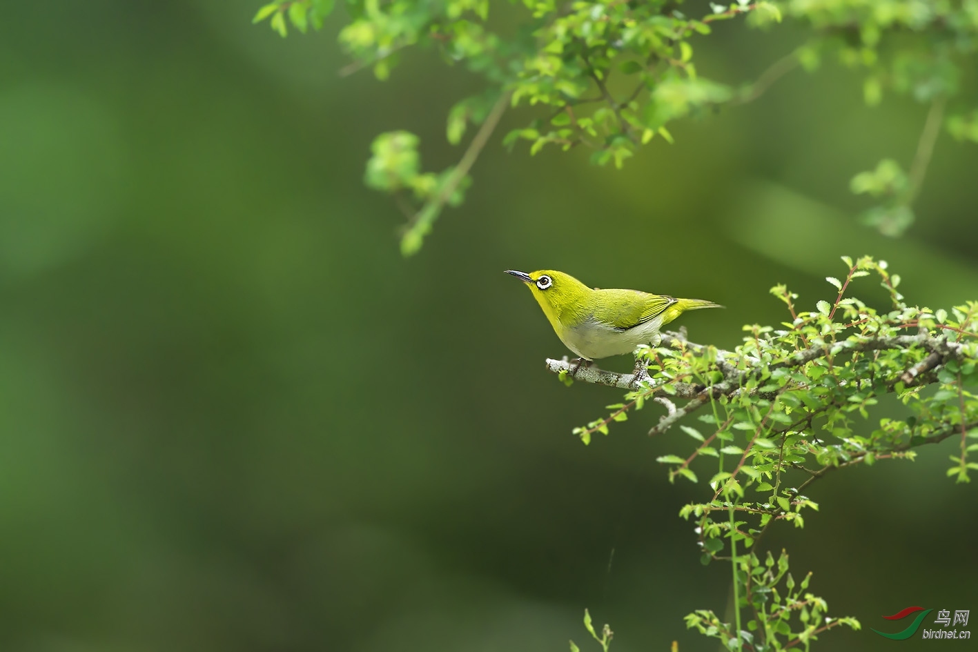 (暗绿绣眼鸟)生境绣眼《荣获每日精华》