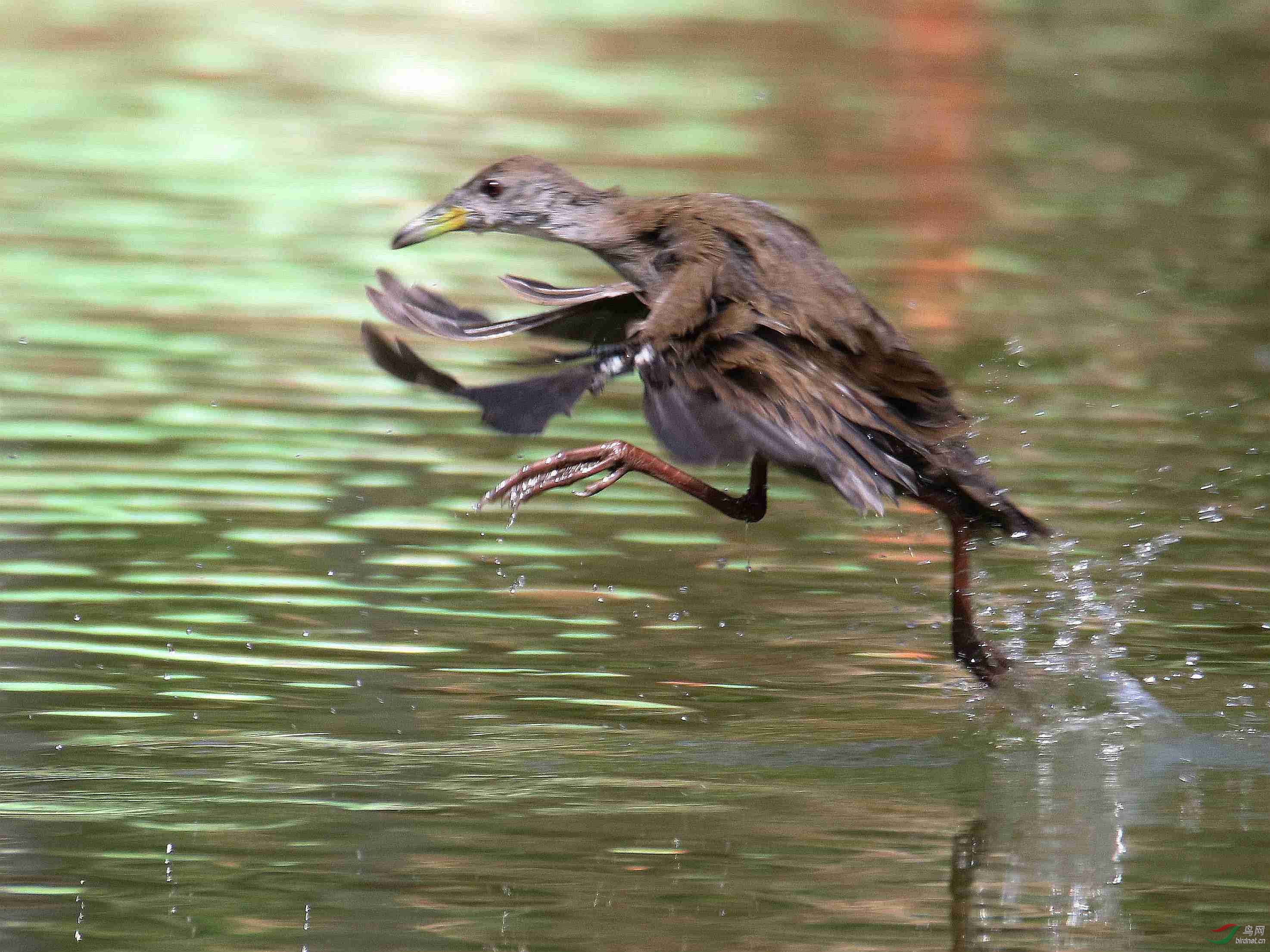 紅腳苦惡鳥