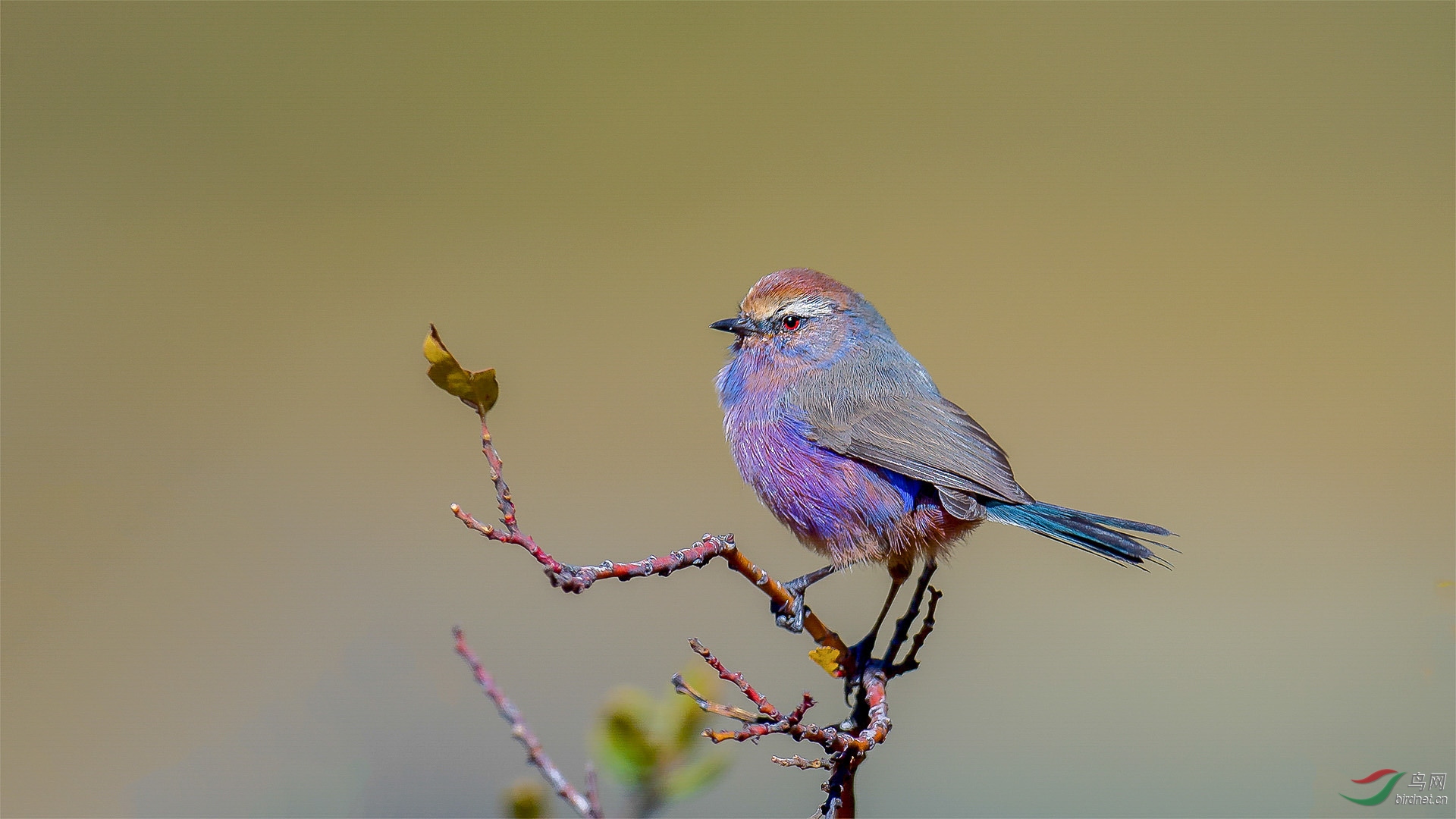 花彩雀莺花彩贺图获首页每日精华