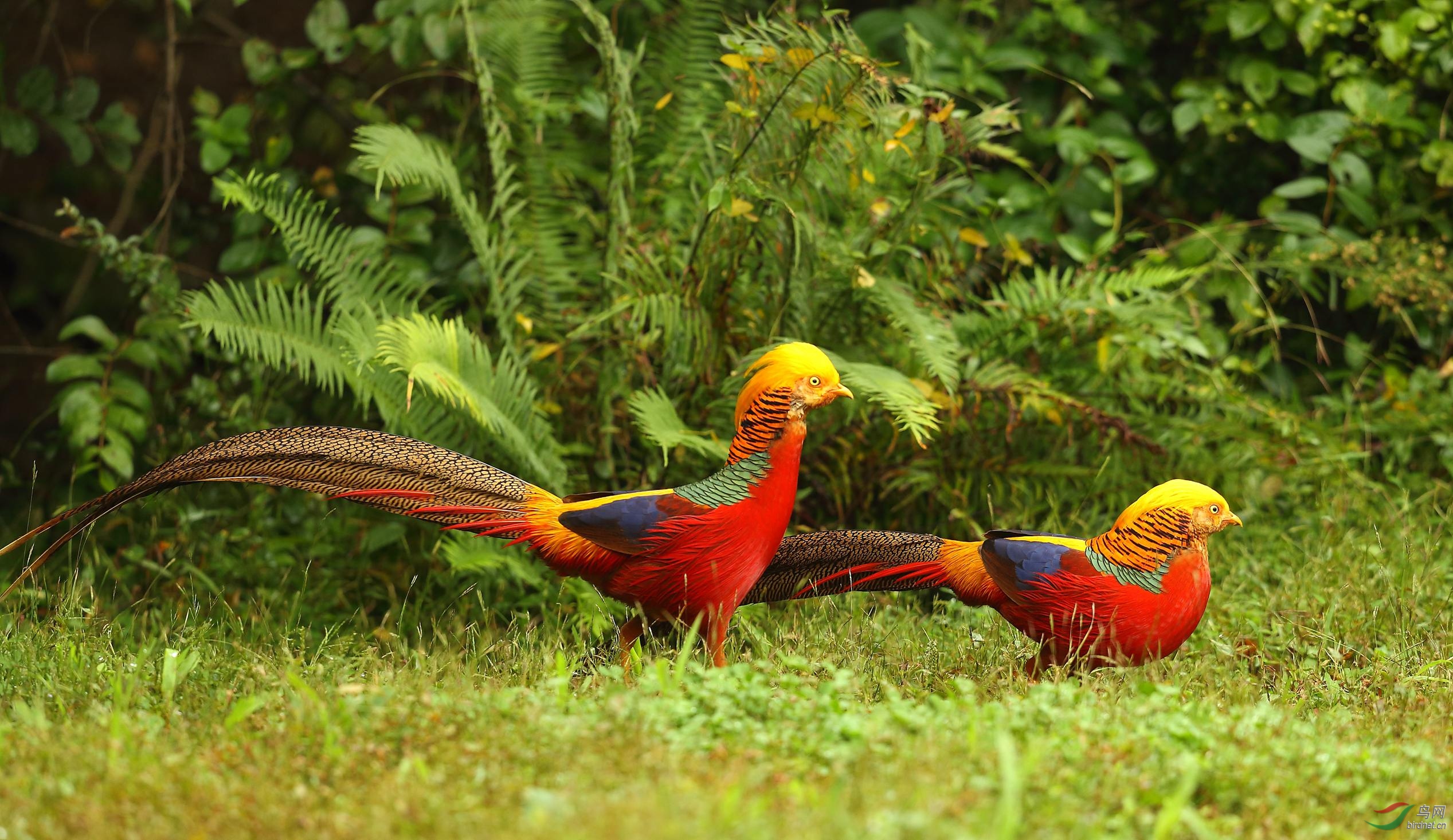 火红的十月(红腹锦鸡)