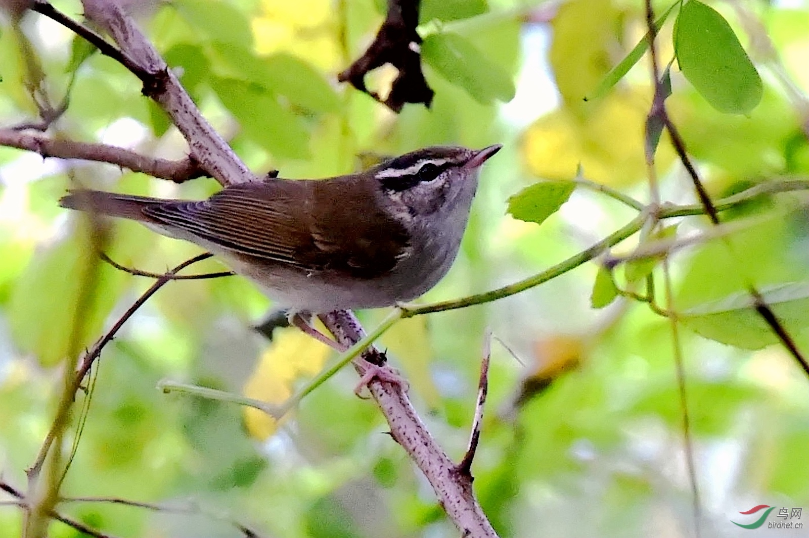 请教鸟名 - 鸟类识别 鸟网