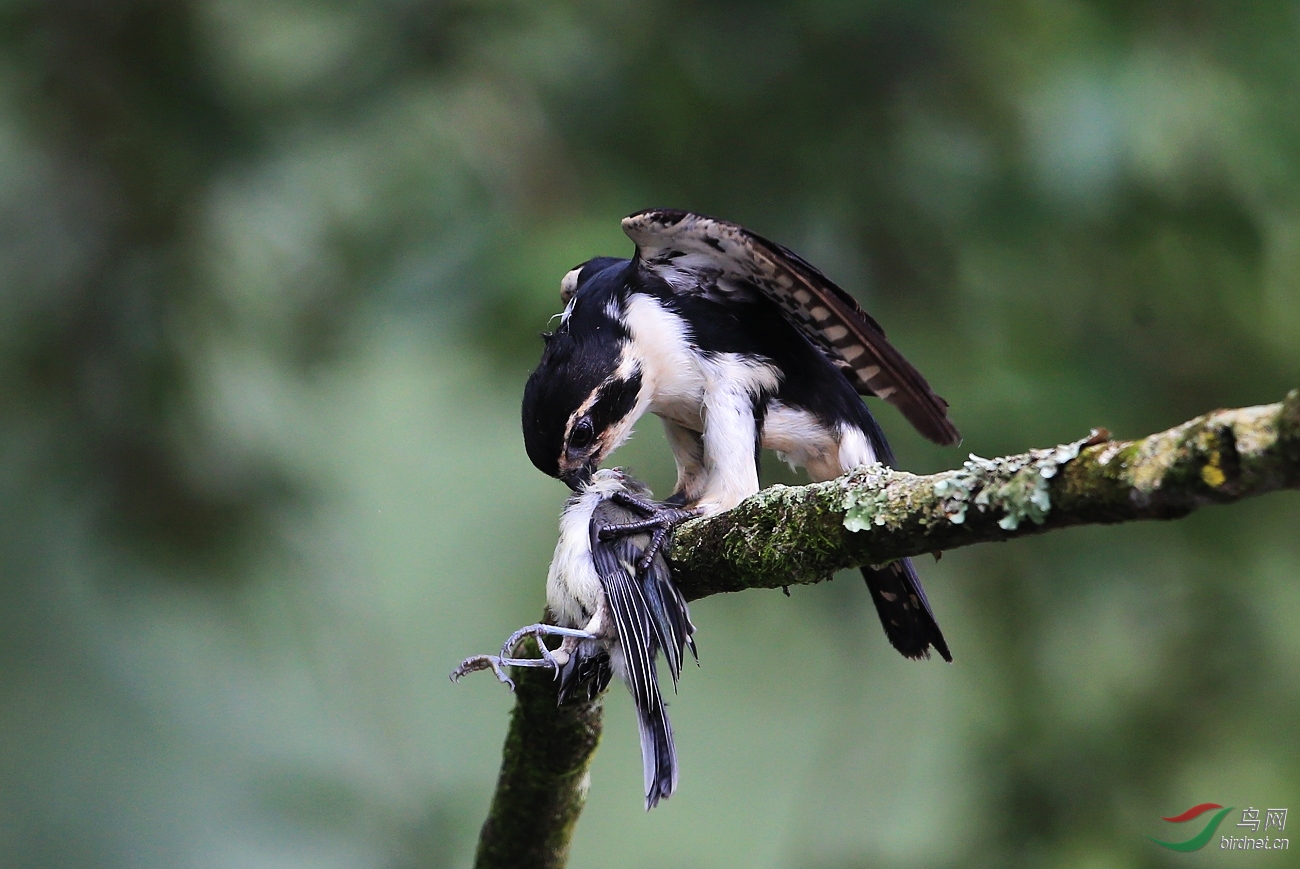 (白腿小隼)弱肉强食——祝贺荣获首页精华