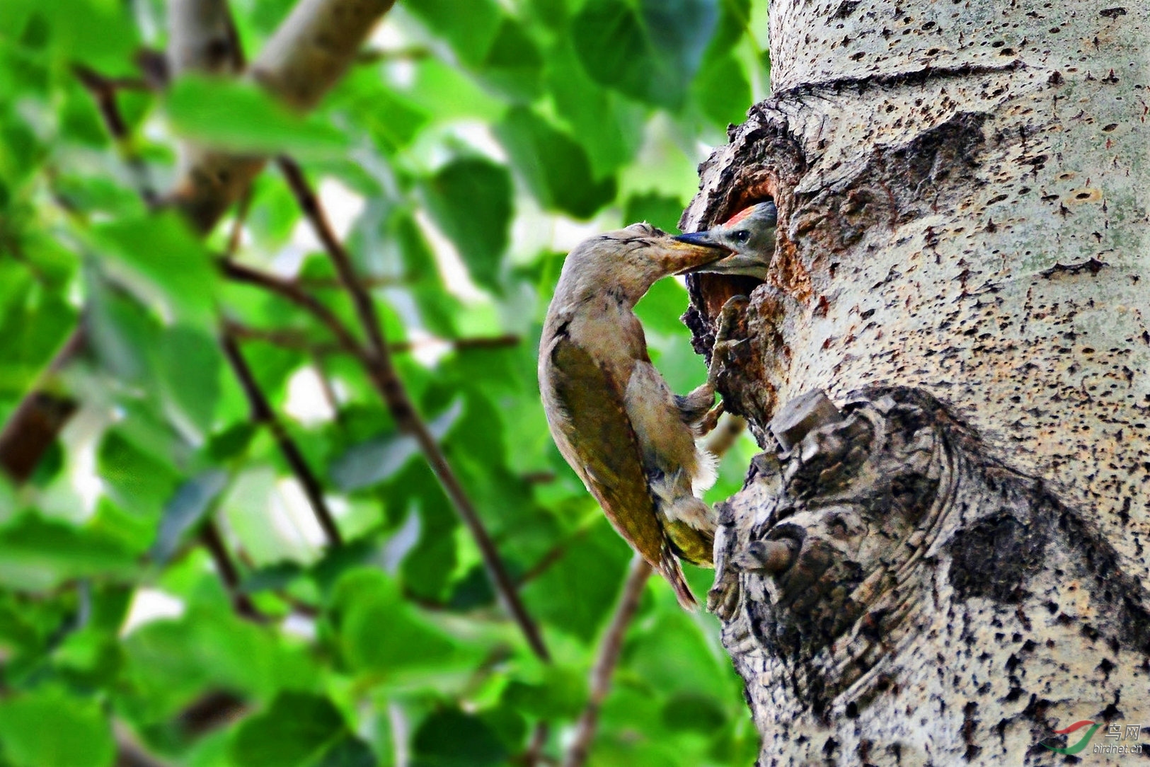 灰头绿喂雏