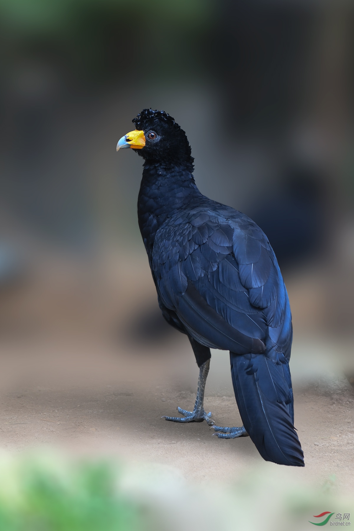 黑凤冠雉blackcurassow161016