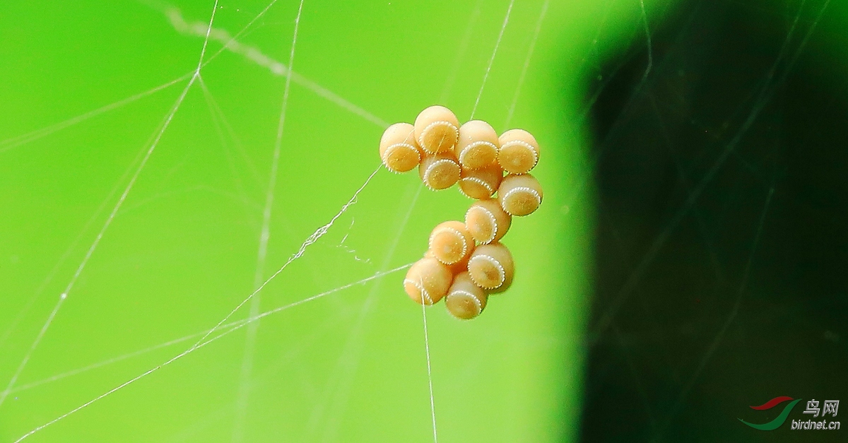 蜘蛛产卵排卵图片