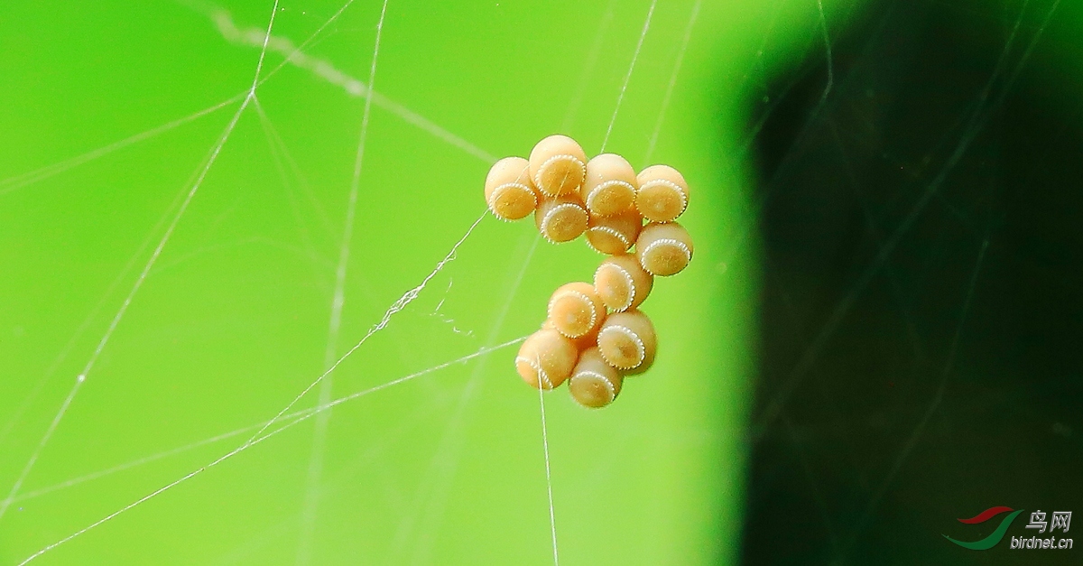 蜘蛛卵肚子图片