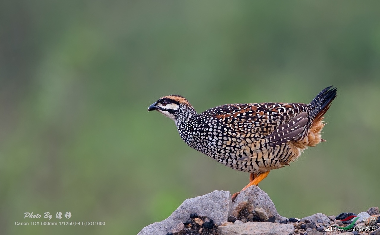 请教各位老师:提壶是什么鸟?