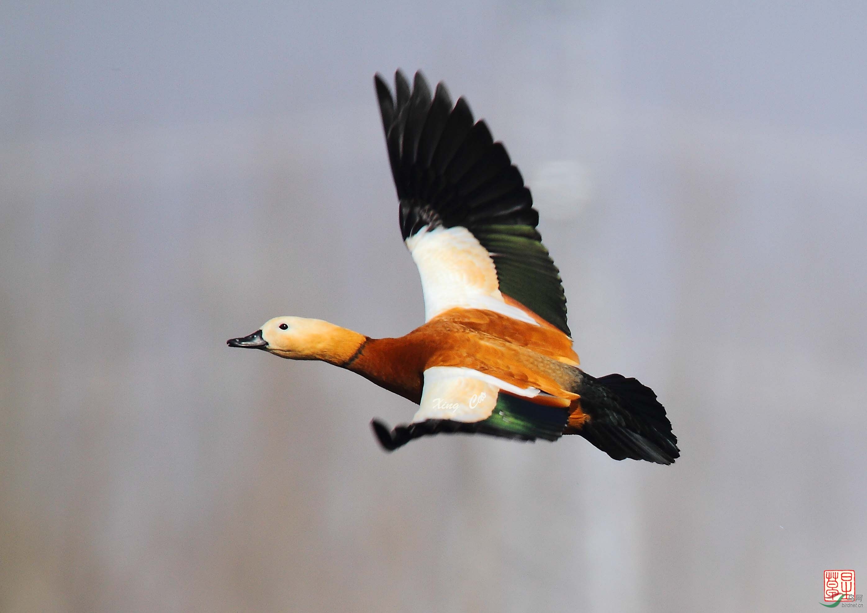 冶河湿地的野生鸟赤麻鸭