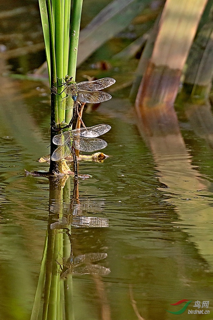 [动物] 为配偶献出头颅---------雄绿头蜻蜓