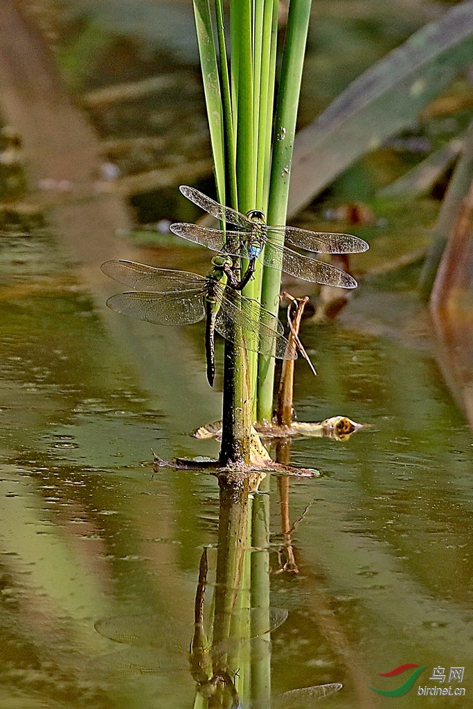 [动物] 为配偶献出头颅---------雄绿头蜻蜓