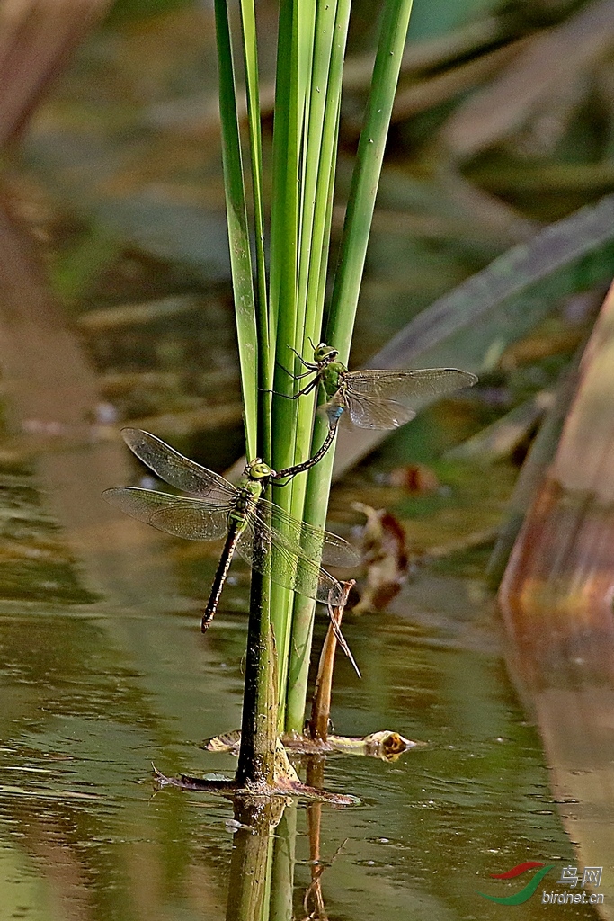 [动物] 为配偶献出头颅---------雄绿头蜻蜓