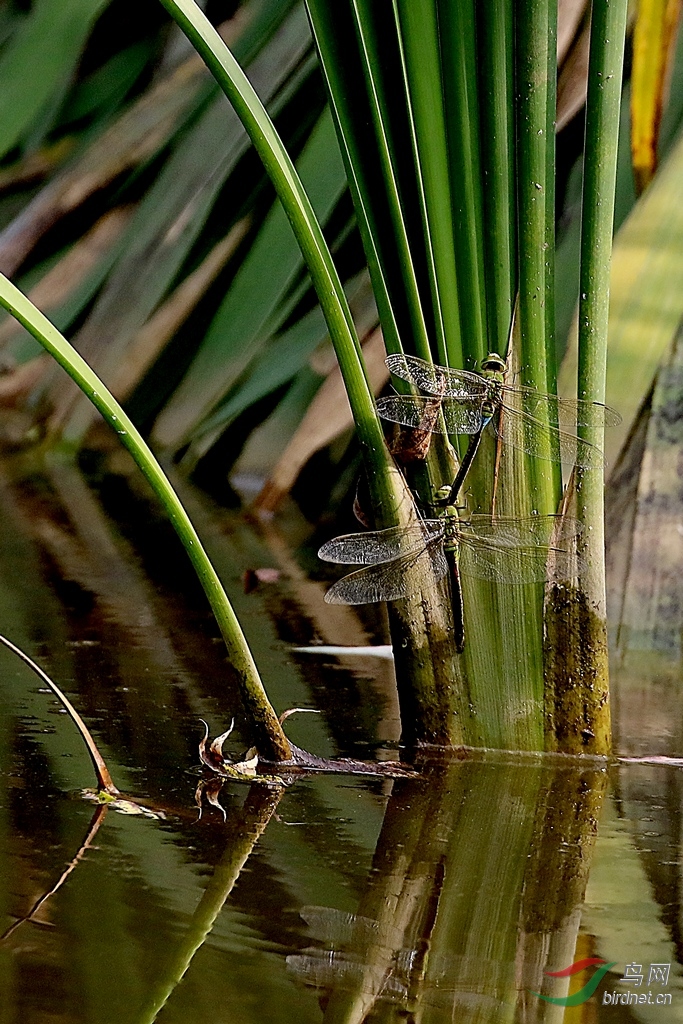 [动物] 为配偶献出头颅---------雄绿头蜻蜓