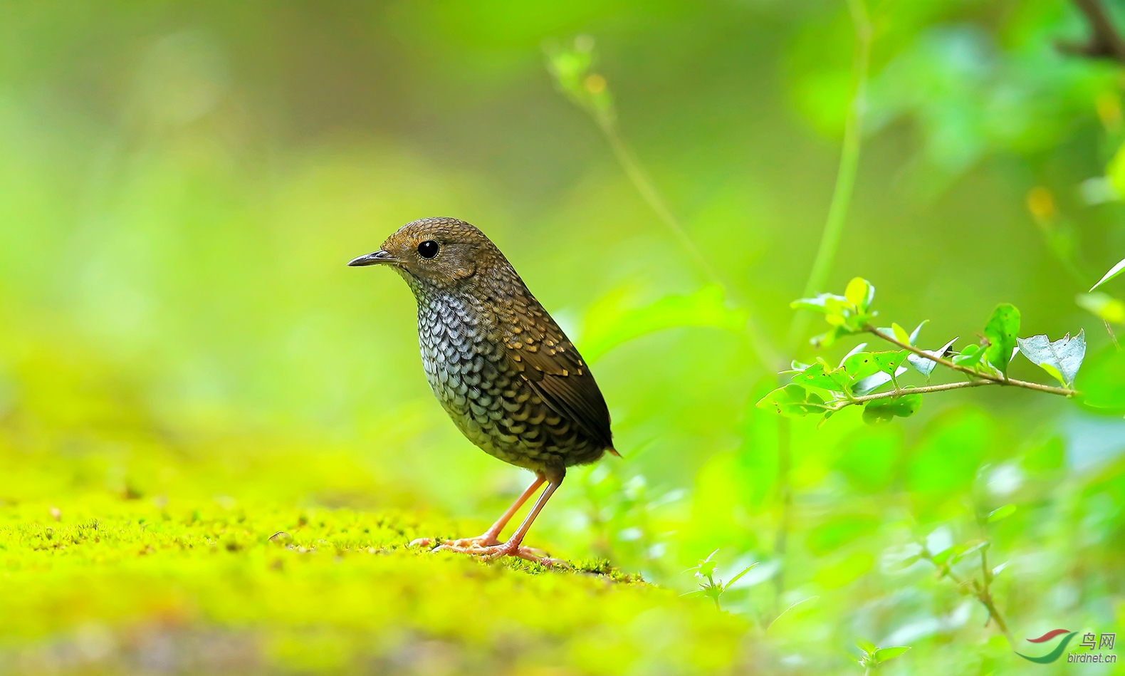 谢谢鸟友纪录小鳞胸鹪鹛