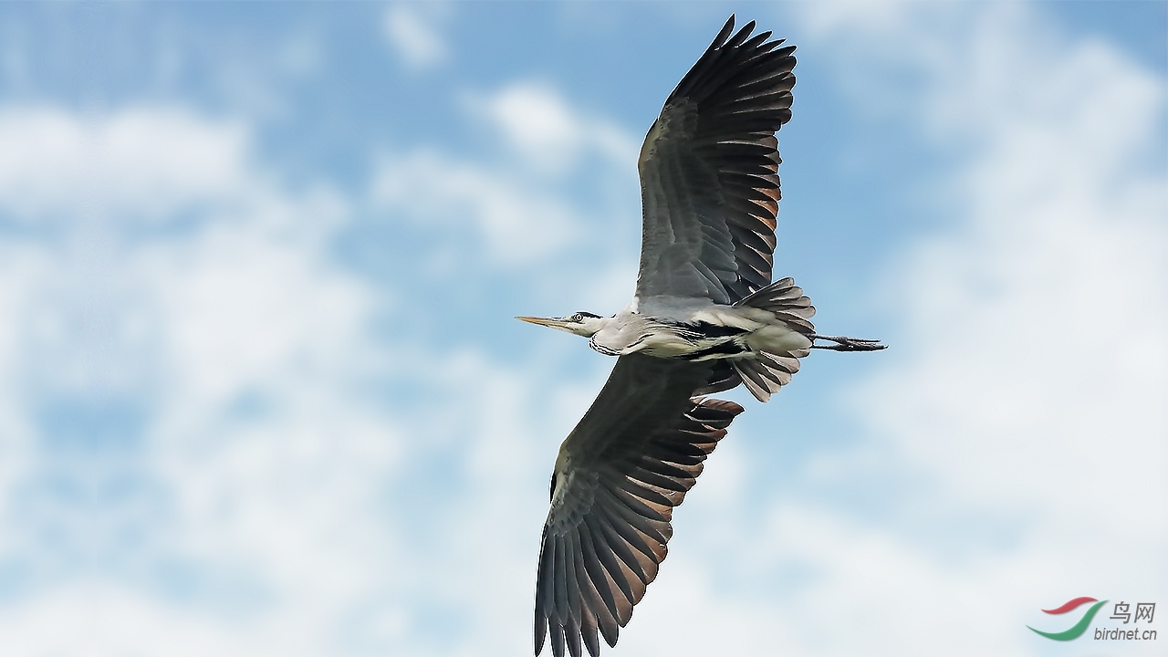 呼啸而过的苍鹭