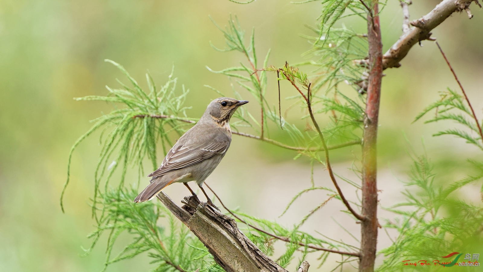 400doii大绿兔实拍欣赏