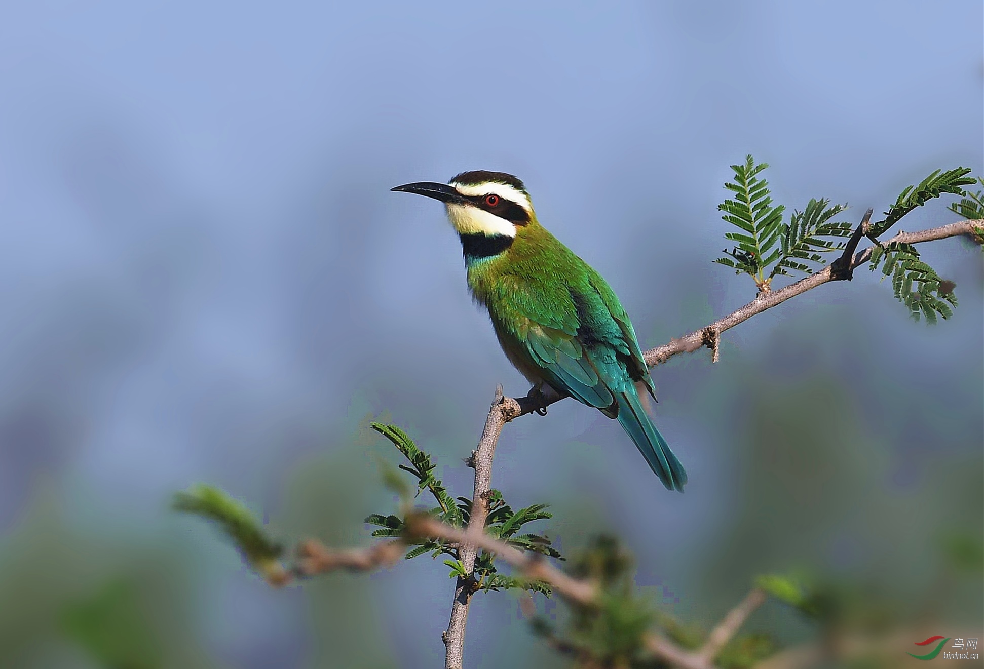 埃塞俄比亚白喉蜂虎