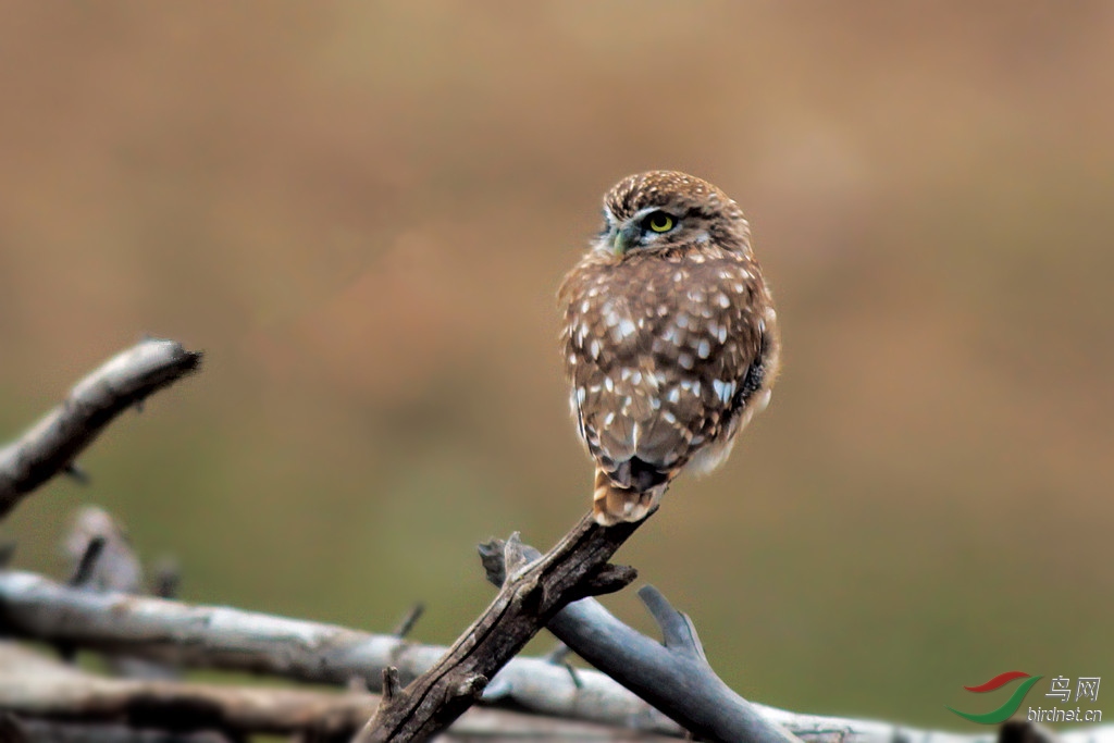 枝杈上的小夜猫子