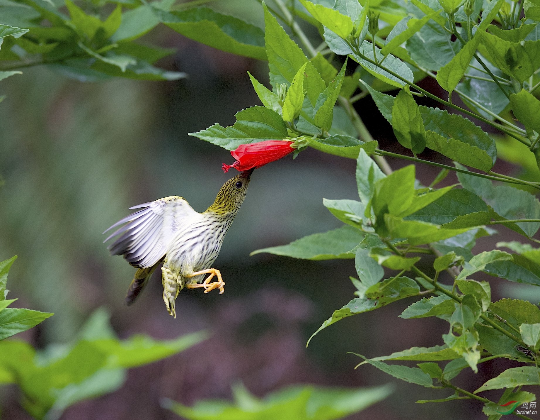 马来西亚拍鸟蓝枕花蜜鸟悬停版