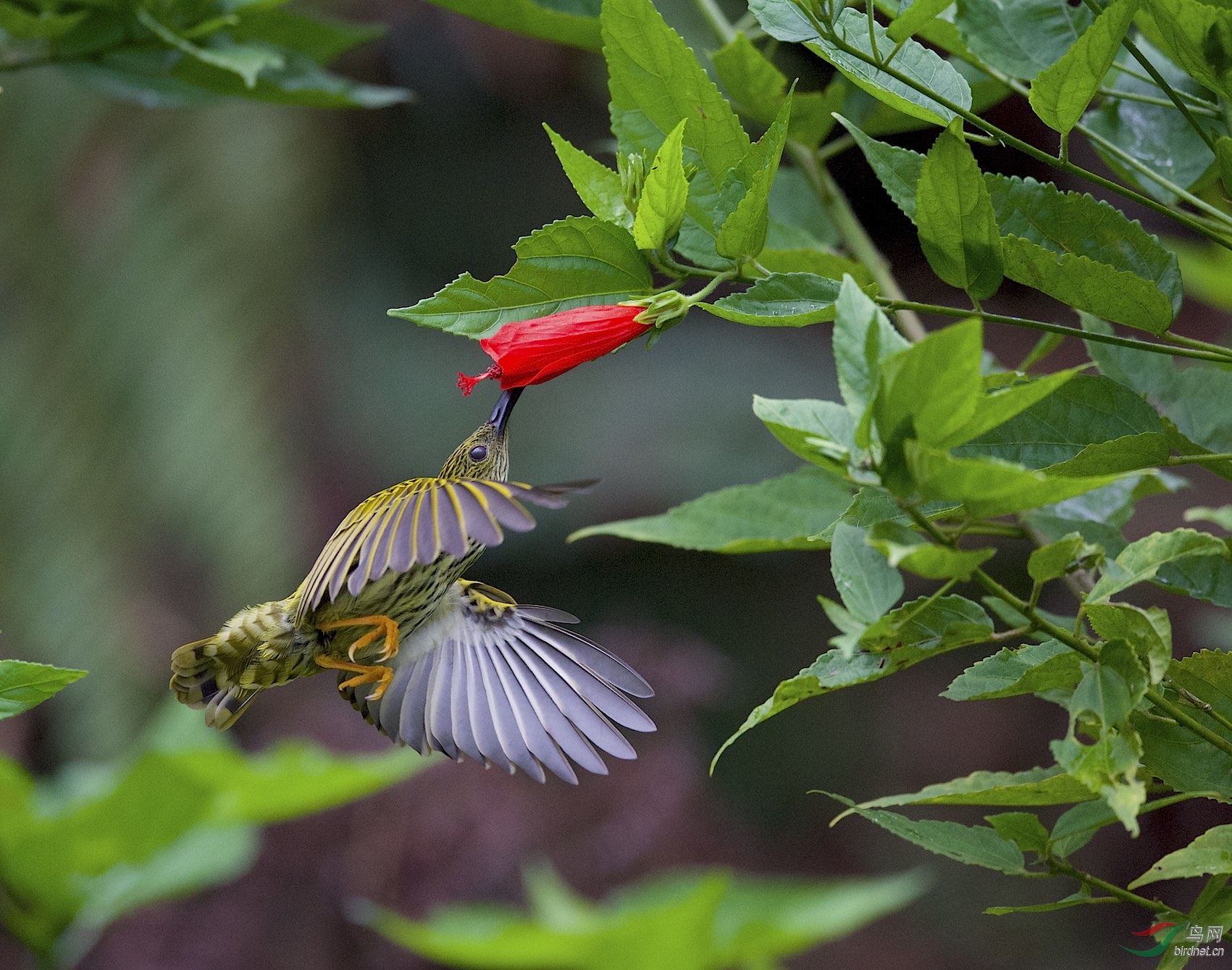 马来西亚拍鸟蓝枕花蜜鸟悬停版