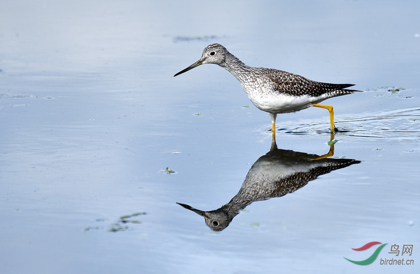 水鹬在水中照镜子