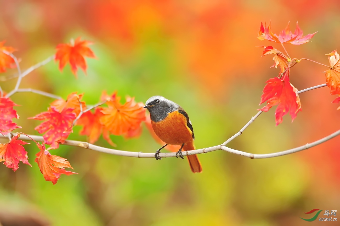 本溪驿站拍枫林北红鸟