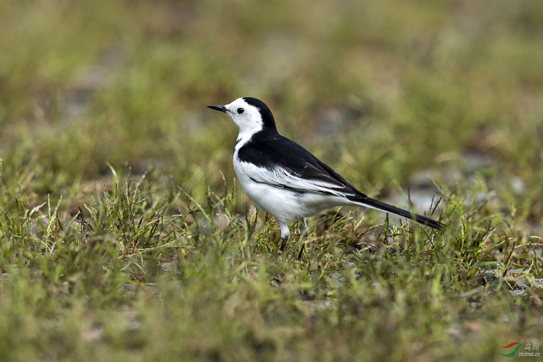 白鹡鸰white wagtail 161019