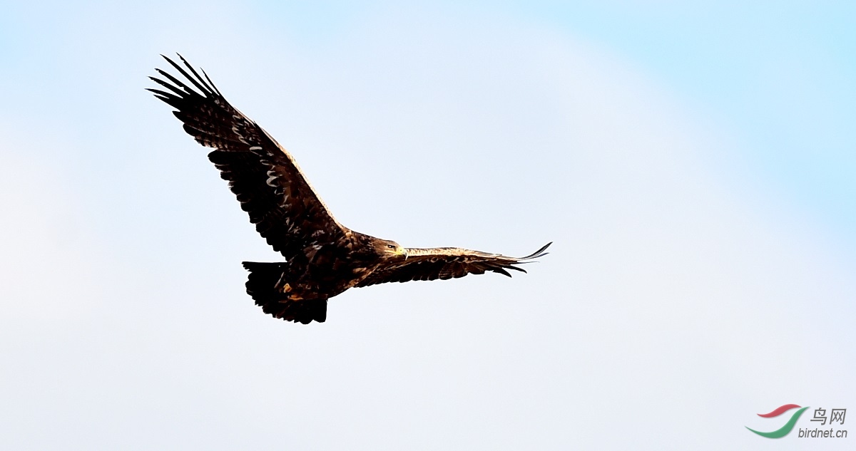 鹰在翱翔