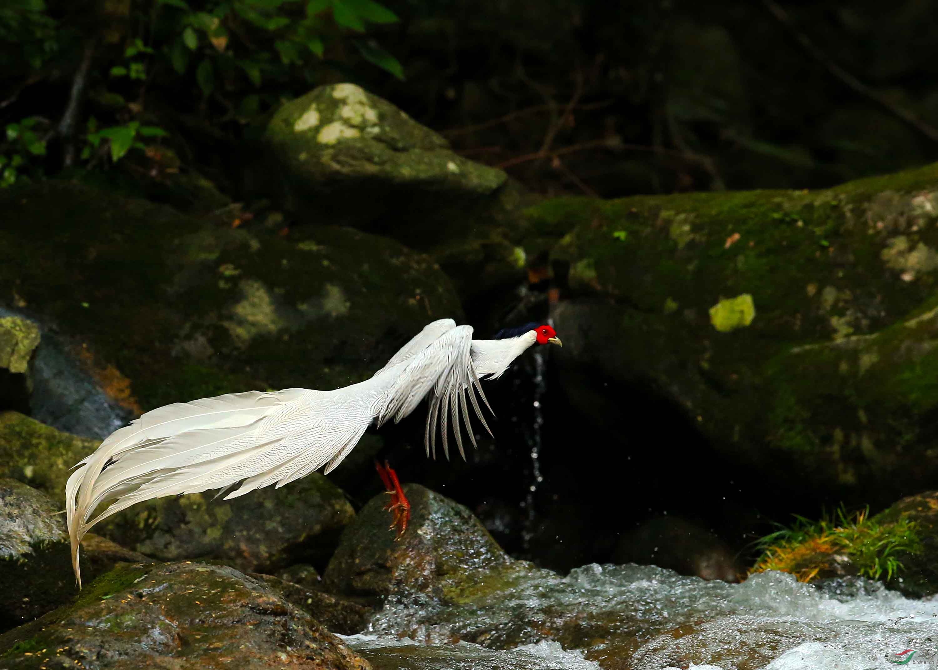 白凤凰腾飞——白鹇过溪