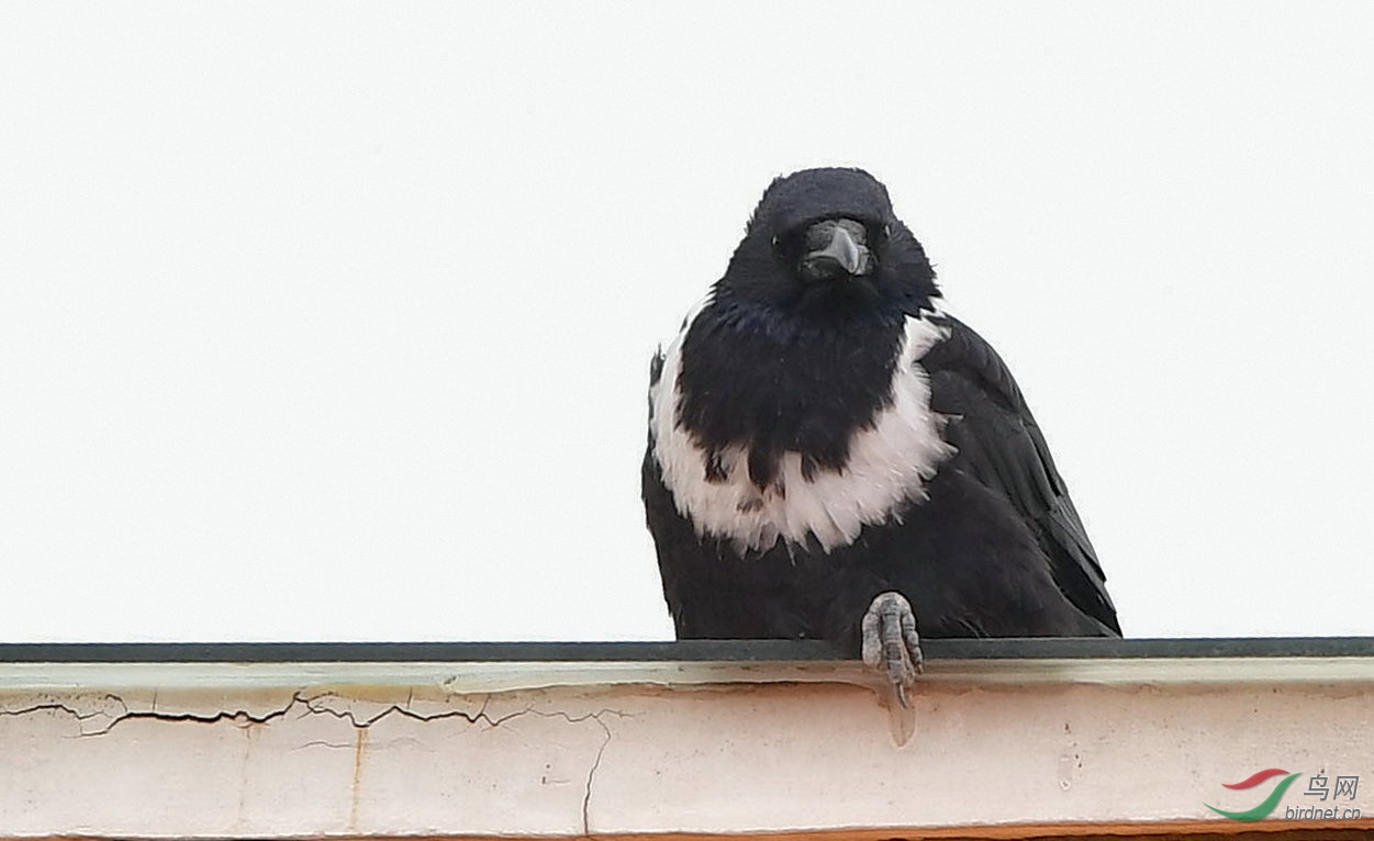 白颈乌鸦的故事