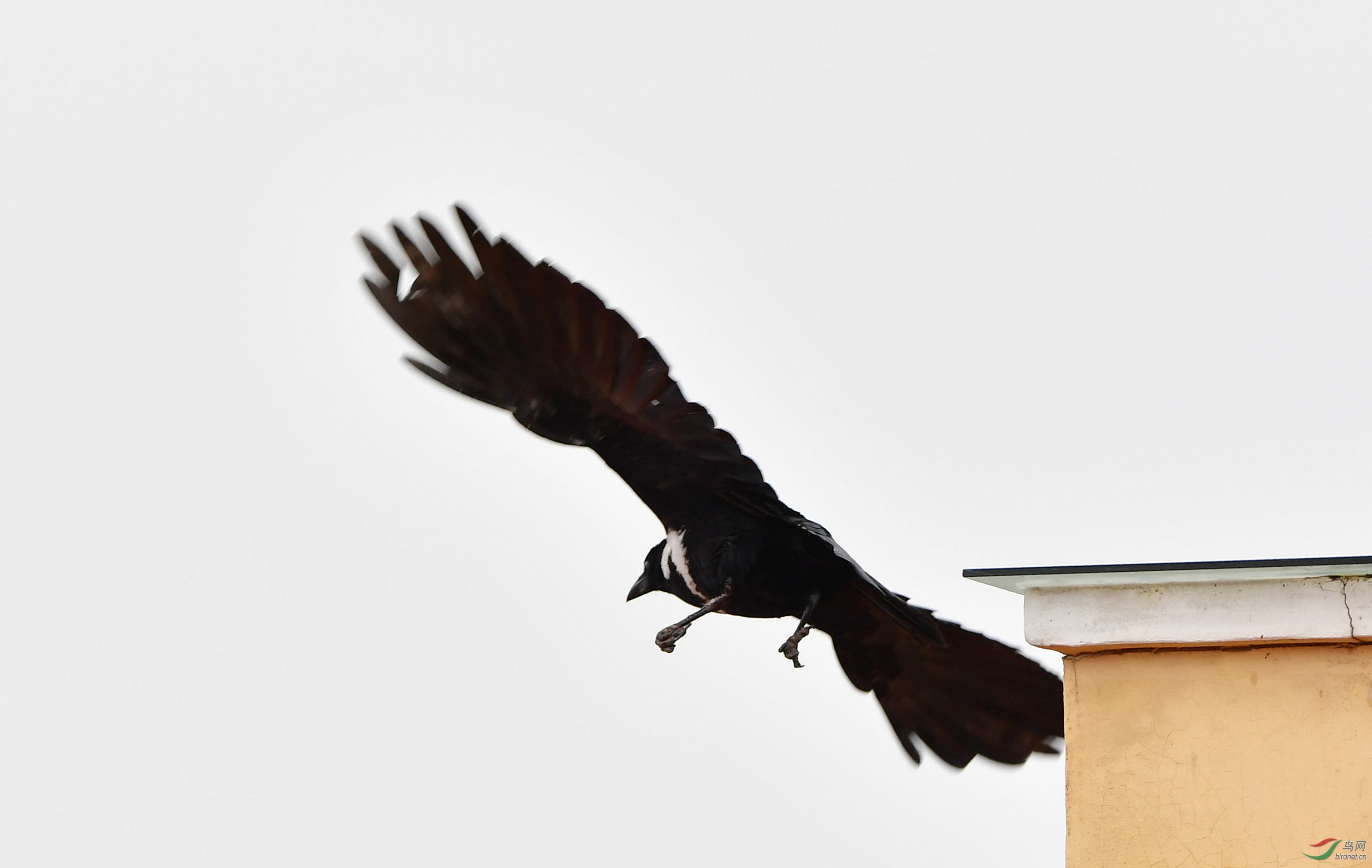 白颈乌鸦的故事