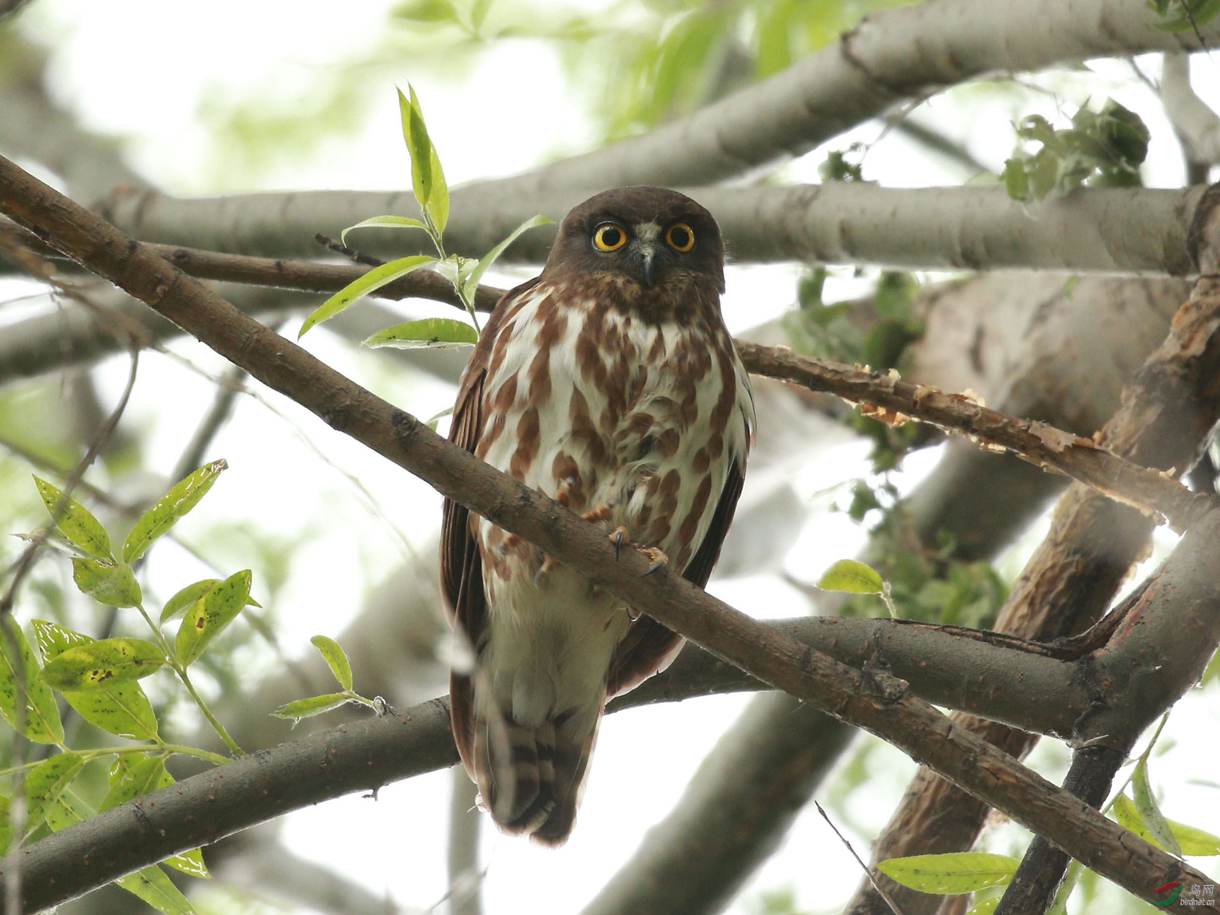 [猛禽] 鹰鸮--—颐和园