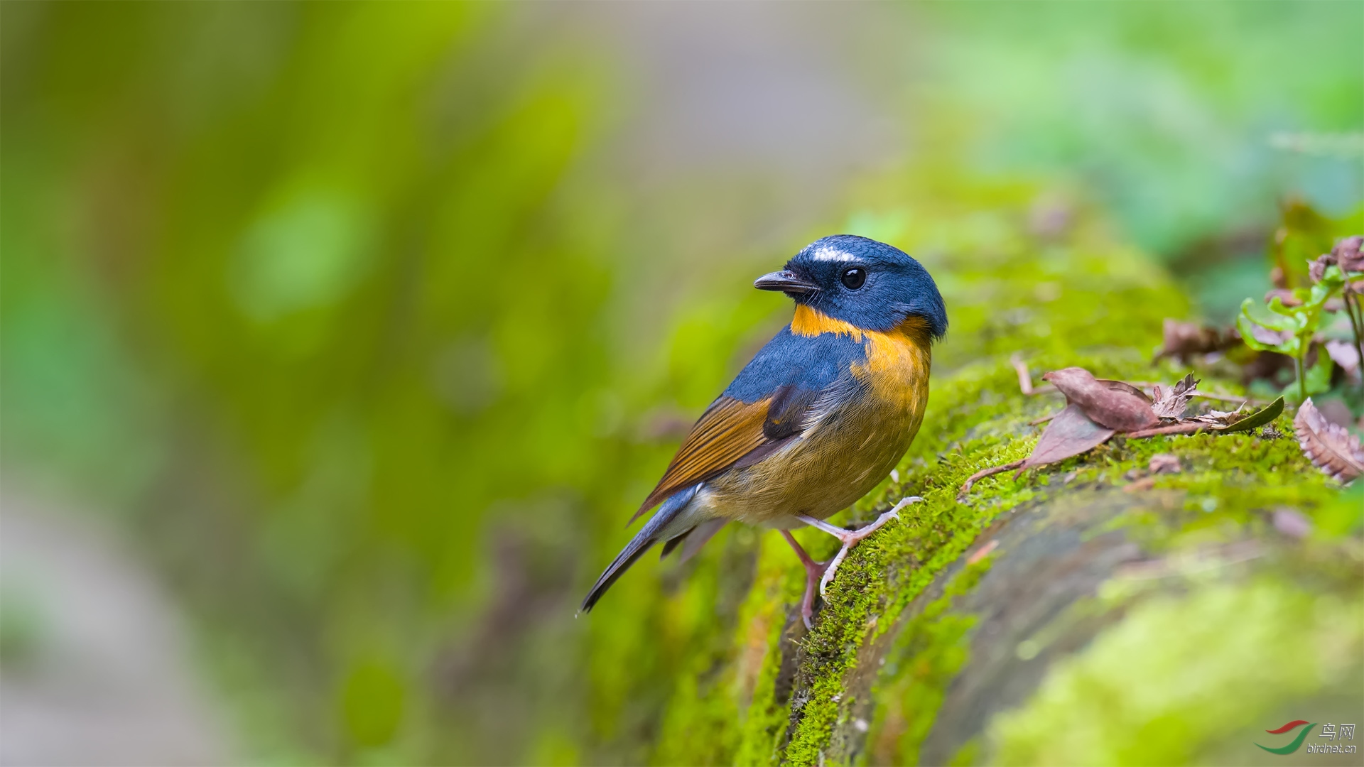 也拍棕胸蓝姬鹟