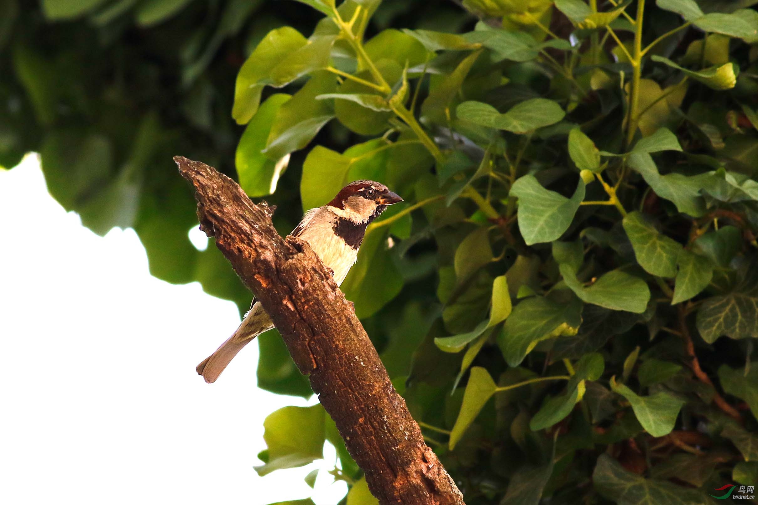美国的麻雀与国内的不一样