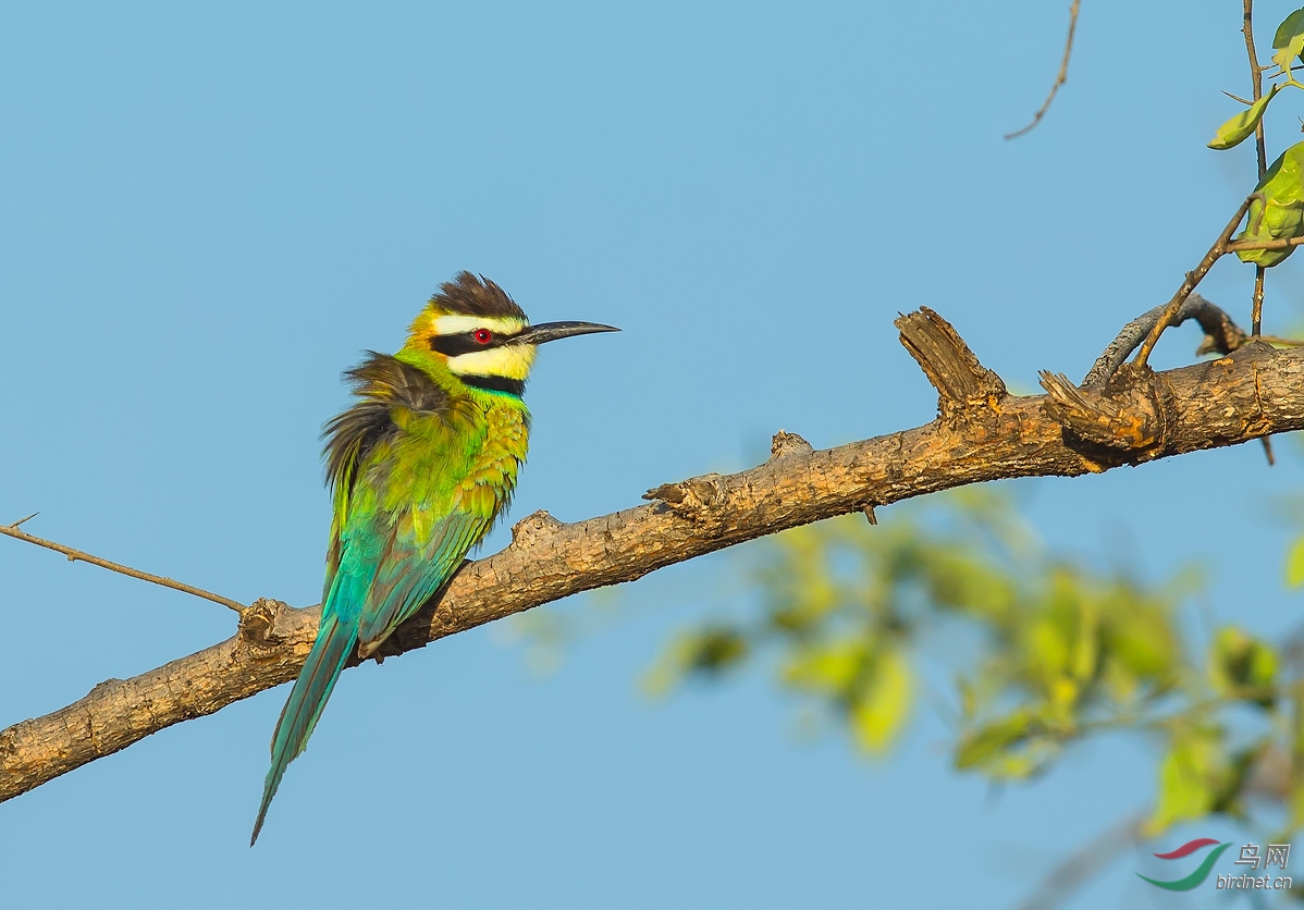 白喉蜂虎周四问好
