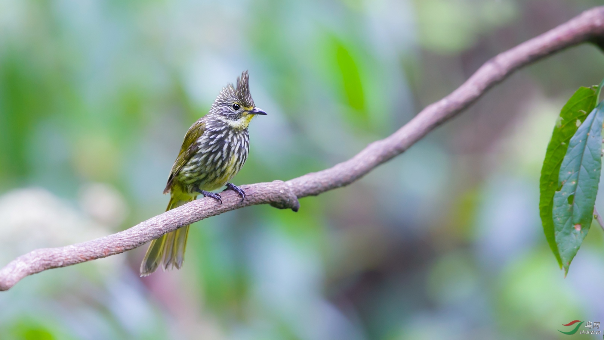 纵纹绿鹎