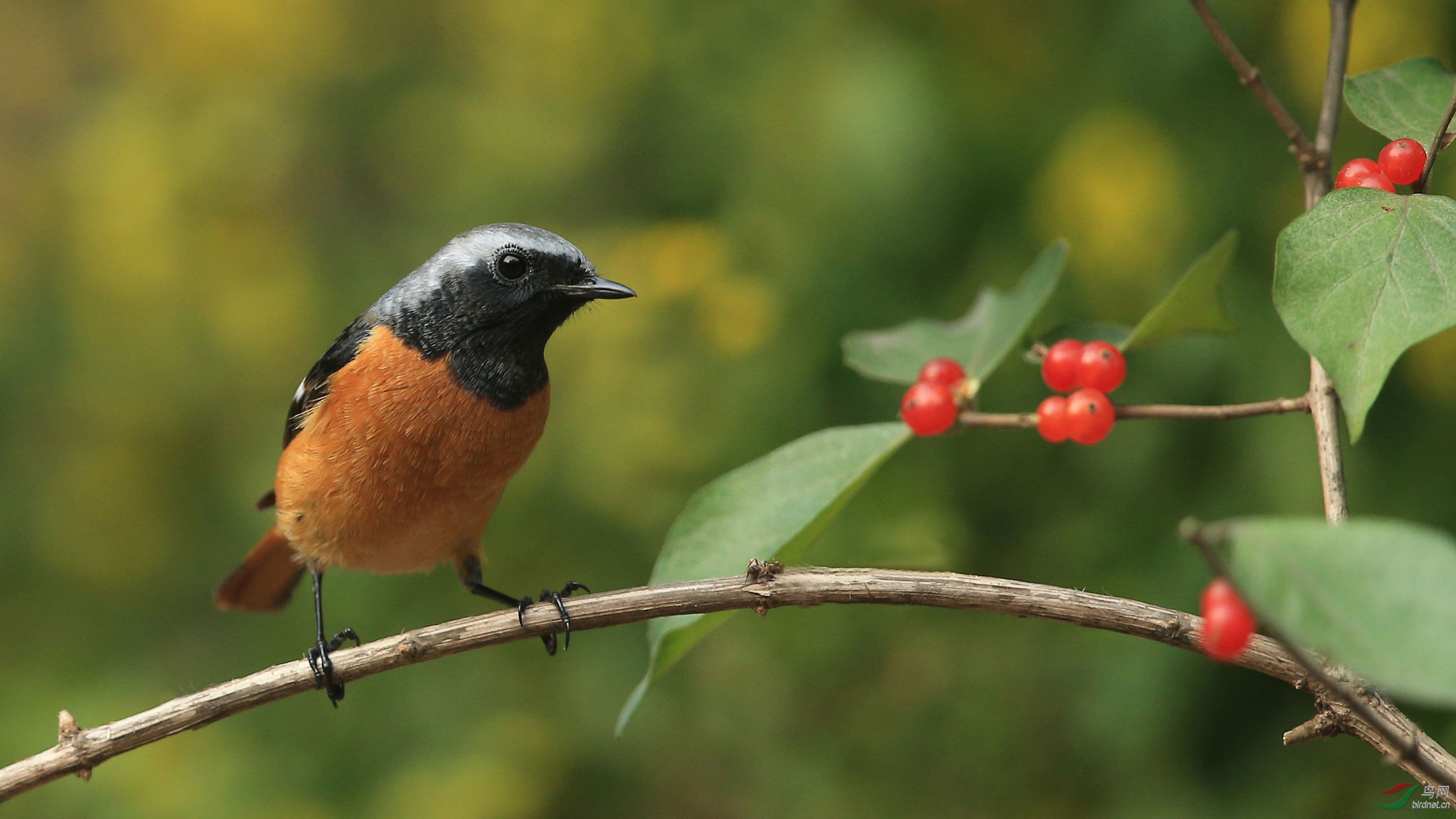 北红尾鸲(雄)--北京动物园 - 林鸟版 鸟网