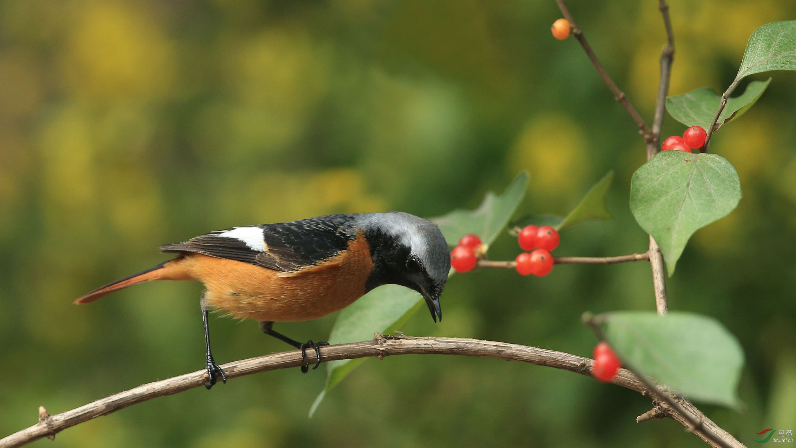 北红尾鸲(雄)--北京动物园