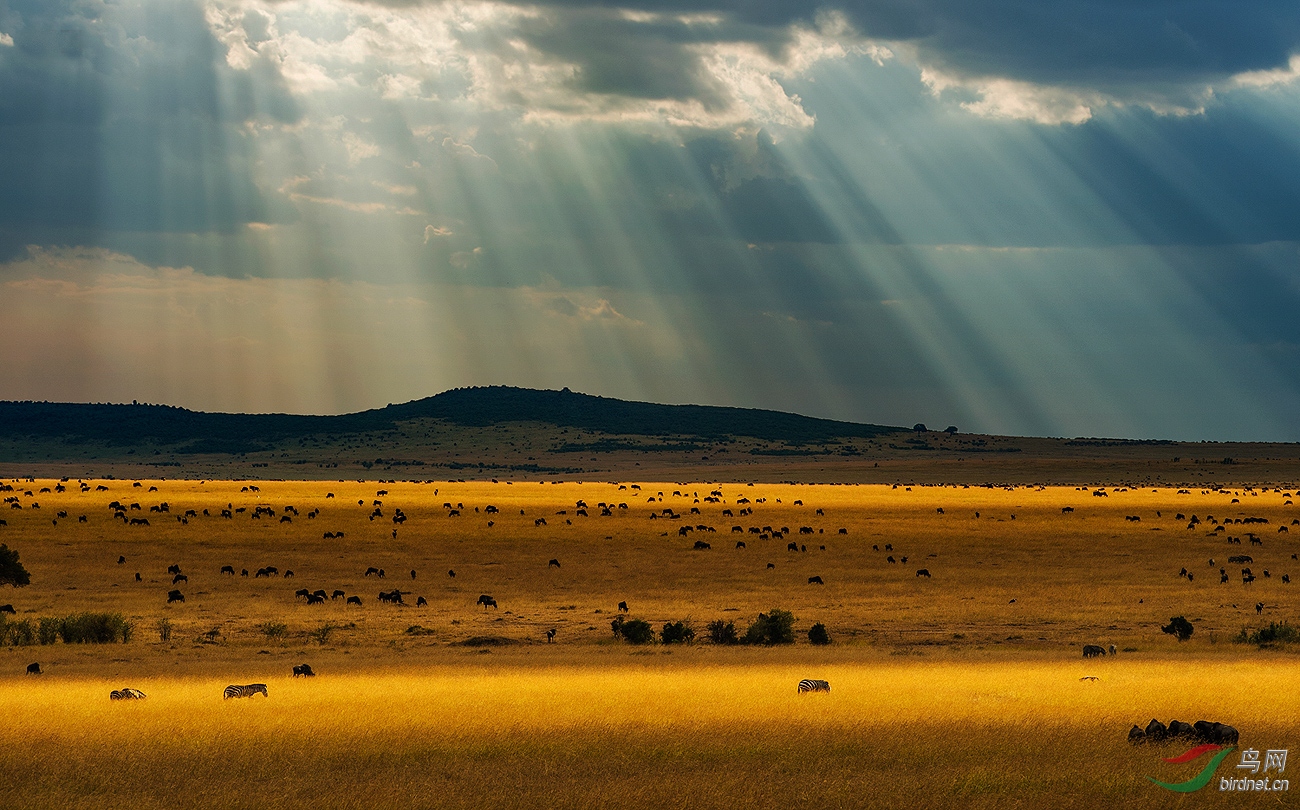 壮阔的非洲大草原