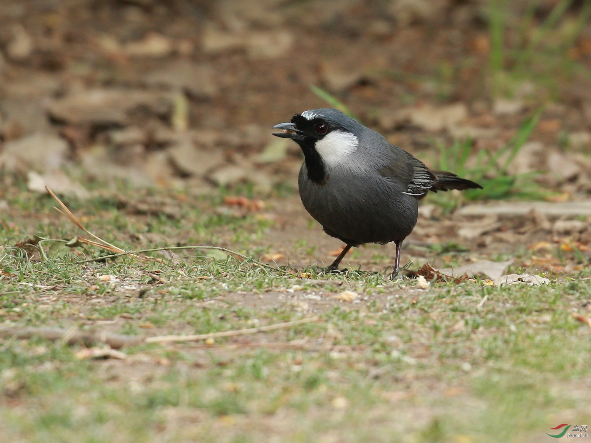 [林鳥] 黑喉噪鶥--南植