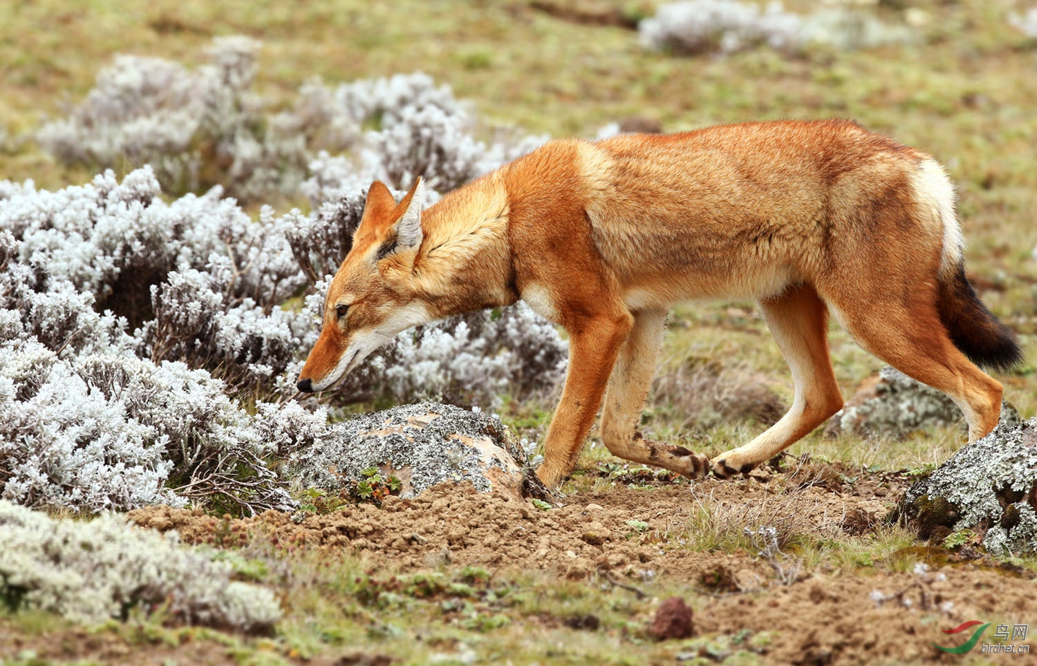 这件事,我想了很久没想明白-关于非洲狐狼