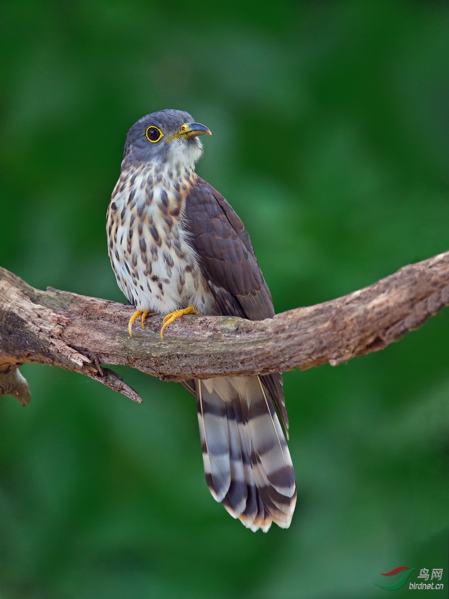 (北鹰雕)棕腹杜鹃-贺图1荣获每日精华!