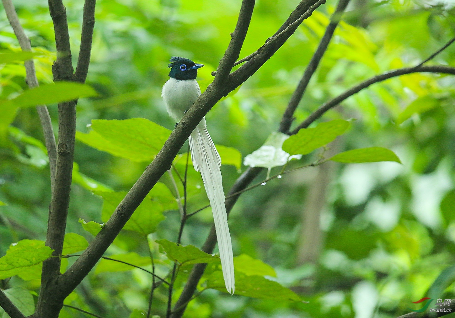 [林鸟] mm在那边---白绶带鸟