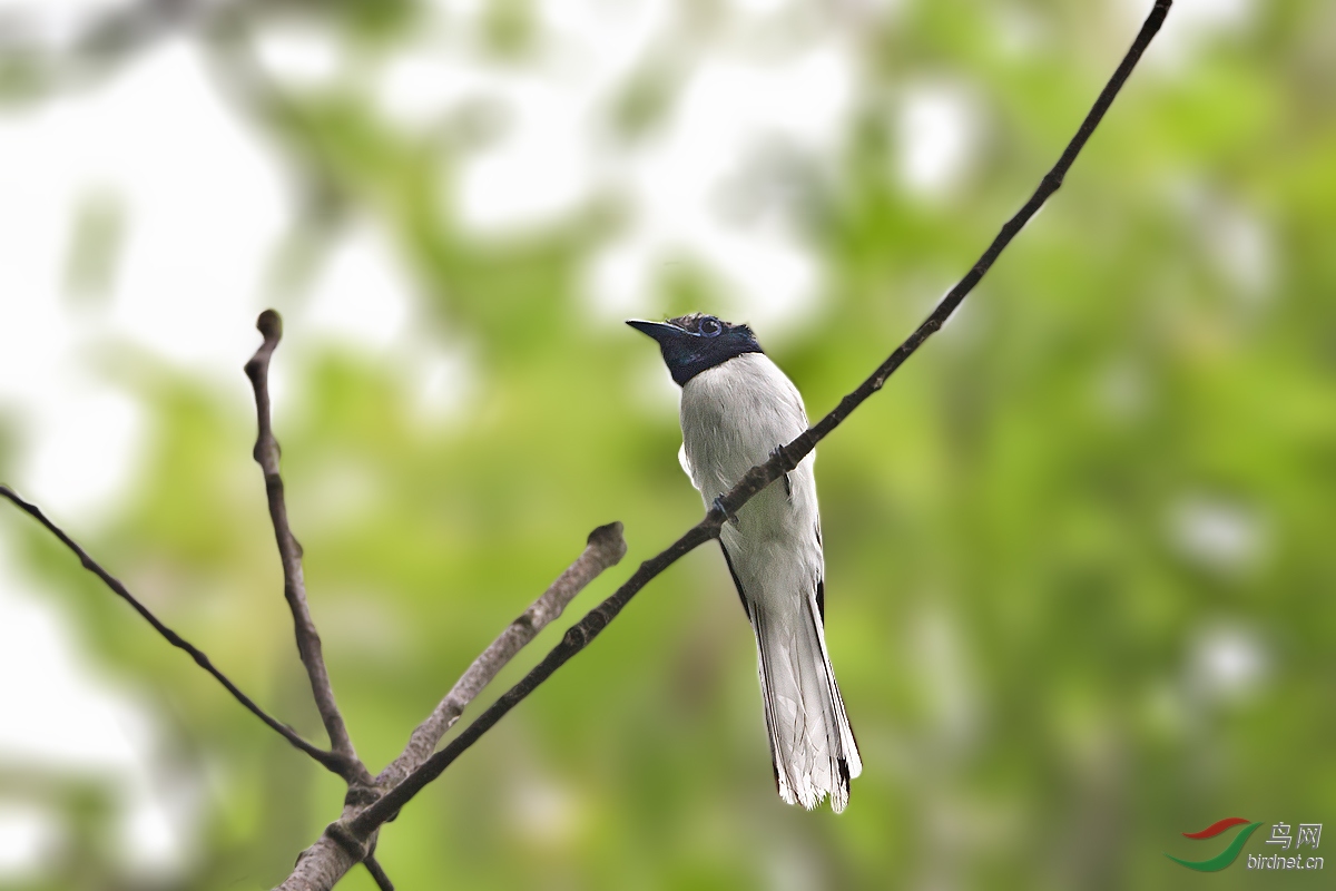秃尾巴也还帅气吧寿带gg