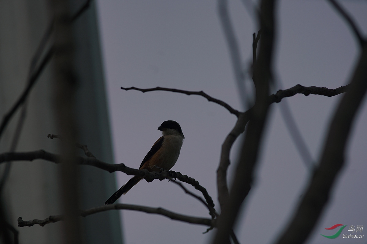 DSC00886O.jpg